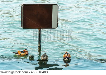The Mandarin Duck (yuanyang) Is A Perching Duck Species Found In East Asia, The Mandarin, Widely Reg