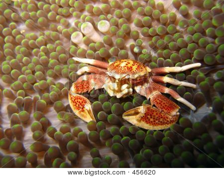 Granchio su Anemone