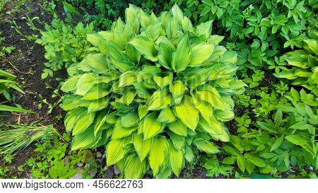 A Hosta Flower With Green Leaves Grows In A Flower Bed In The City Garden.