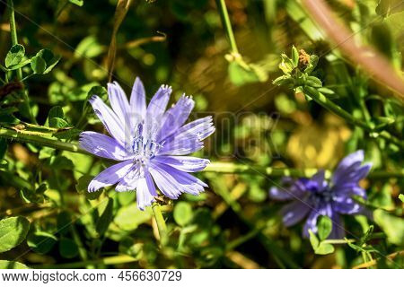 Beautiful Violet Chicory Flower In My Garden