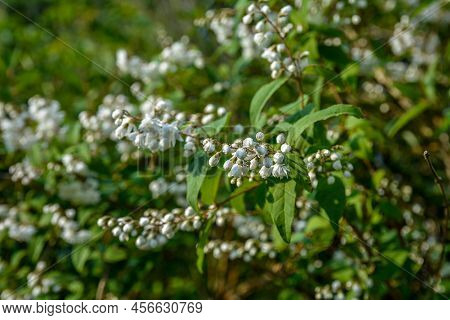 In Early Summer Deutzia Blooms In Nature