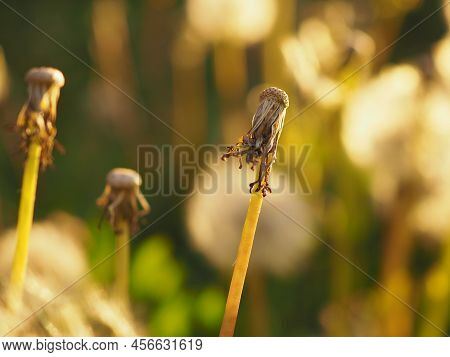 Faded Dandelion. Plant Heads With Scattered Seeds In Rays Of Sunset. Beautiful Illustration About Su