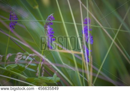 Tufted Vetch Or Latin Name Vicia Cracca Is A Species Of Vetch Native To Europe And Asia.