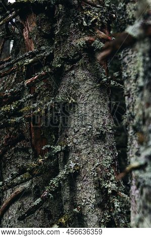 Fairytale Forest Background Old Mossy Trees Rays Of Light Massive Oak Trunk. Magical Woodland