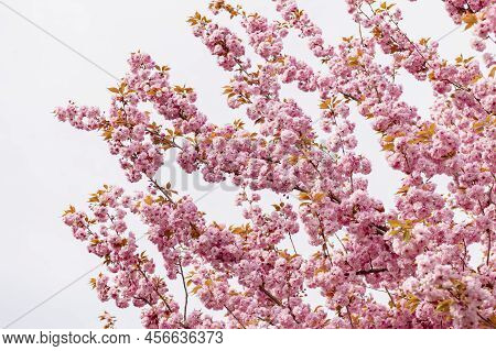 Beautiful Spring Cherry Blossoms With Fading In Pastel Pinks And Whites. Shallow Depth Of Field. Wid