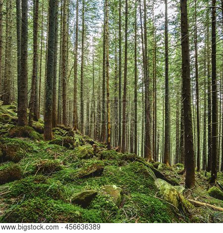 A Forest Trail In A Deep Forest With Sunshade. Rocks Covered With Moss