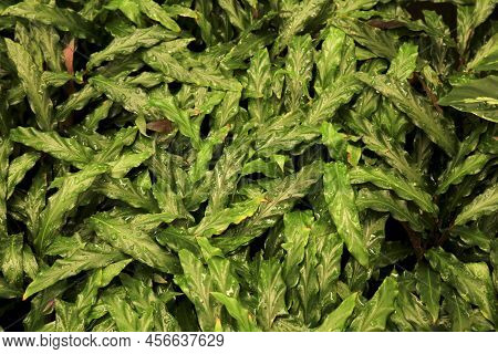 Beautiful Background Of Calathea Rufibarba Plants In The Garden
