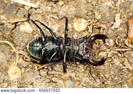 Close-up Of Rare Largest Species Of European Stag Beetle Lying On Back On Ground In Summer Garden Fo