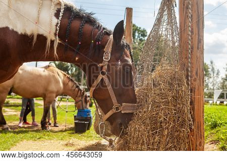 Horse Eating Hay From Haynet, On A Horse Ranch, Outdoors, On A Summer Sunny Day.