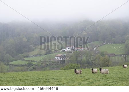 A Farm In Navarra In The Baztan Valley, Near The Basque Country, With A Latxa Breed Sheep With Plent