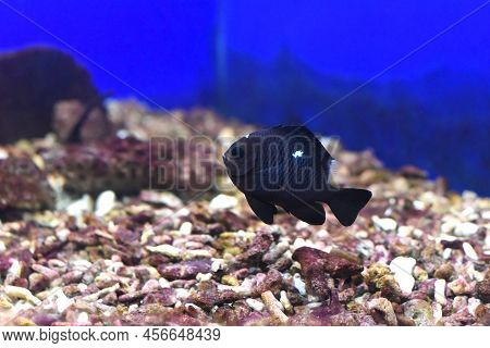 A Threespot Dascyllus In Aquarium Close Up
