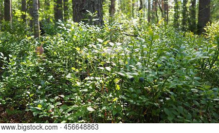 Blueberry, Or Blueberry Myrtle Vaccinium Myrtillus, A Low-growing Shrub, A Species Of The Genus Vacc