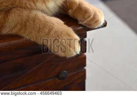 Ginger Cat Sitting On A Table. Close Up Of Cat Paw. Happy Pet Relaxing At Home.