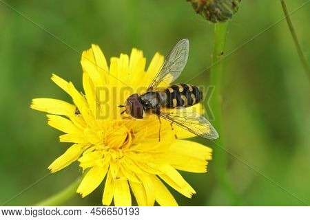 Closeup On A Yellow-clubbed , Scaeva Selenitica, On A Yellow Hawksbeard, Crepis Biennis , Flower