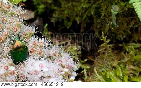 Rose Chafer - Cetonia Aurata - On Flowers Of Spirea Bumalda. High Quality Photo