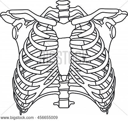 Human Ribcage Skeleton On White Background. Breast Bone