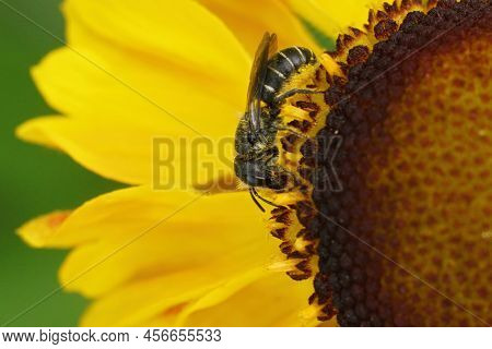 Closeup On A Female Large-headed Armoured Resin Bee, Heriades Truncorum, Collecting Pollen On A Yell