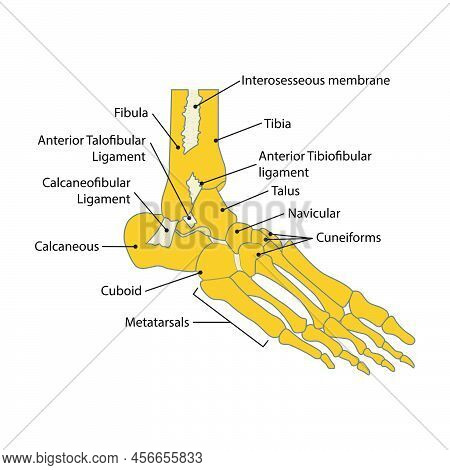 Illustration Of Foot Bone. Vector. On White Background