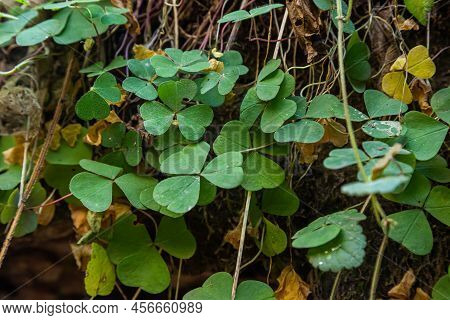 Oxalis Acetosella, Wood Sorrels, Oxalidaceae. Wild Plant Shot In Spring
