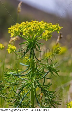 Spring Euphorbia Cyparissias, Cypress Spurge Flowers Closeup Selective Focus