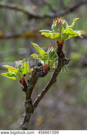 White Flower And Pink Bud On Apple Tree. Blooming Apple Tree In Spring.