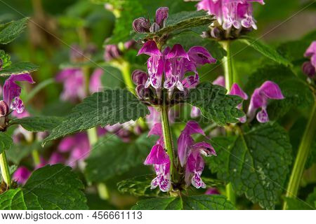Blooming Lamium Maculatum Roseum, Spotted Henbit, Spotted Dead-nettle, Purple Dragon