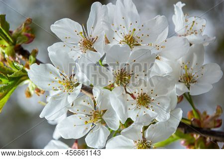 Selective Focus Of Beautiful Branches Of White Cherry Blossoms On The Tree Under Blue Sky, Beautiful