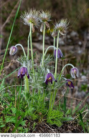 Pasqueflower. Beautiful Flower Of Small Pasque Flower Or Pasqueflower On Flowering Meadow In Latin P