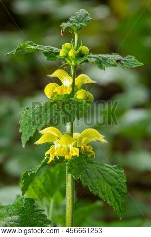 Lamiastrum Galeobdolon Other Name Galeobdolon Luteum, Perennial Yellow Flowering Herb .blossoms Of Y