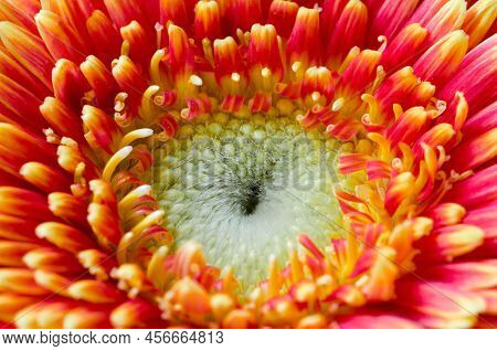 Detailed Photograph Of A Vibrant Red Flower. Shot With A Macro Lens To Get Real Close.