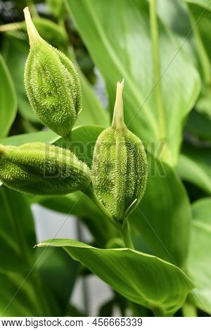 Ripening Seedpod Of Tropical Plant With Botanic Name  Canna Flaccida