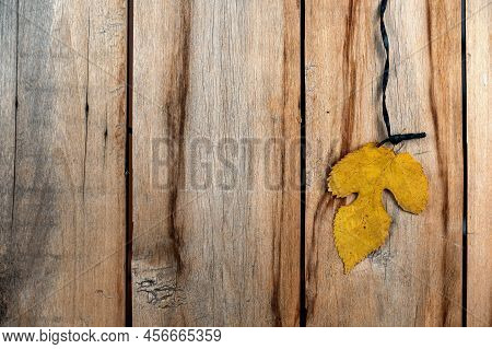 Yellow Tree Leaf Against A Wooden Background. An Autumnal Three-leaf Hangs Vertically On A Twine. Ol