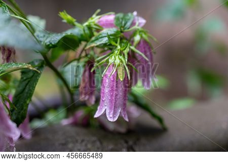 Pink Korean Bellflower (or Korean-glockenblume) In The Garden. Campanula Takesimana (campanula Punct