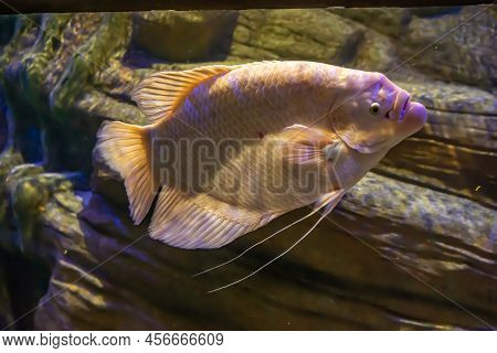 Giant Gourami Against The Background Of Yellow Rocks