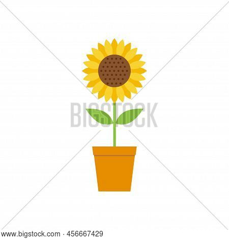 Sunflower In A Pot On A White Background.