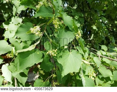 Linden Blossom. Linden Tree With Flowers - Harvest Time. Linden For Health. Blossom For Tea. Linden 