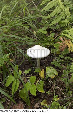 View Of Amanita Bisporigera Mushroom In Finland