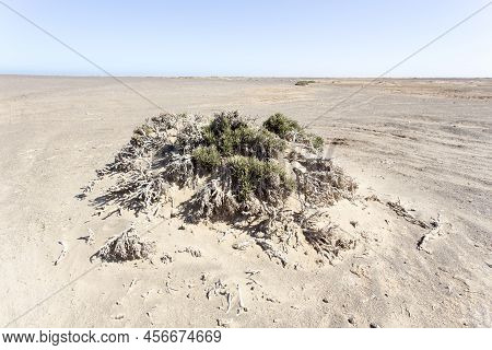 View Of Helichrysum Intermedium In Namibia Desert