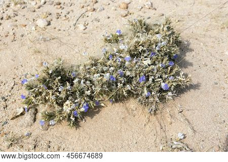 View Of Blepharis Plant In Namibia Desert