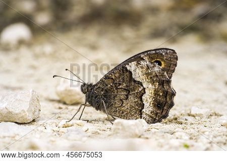 A Butterfly Stands On A Rocky Path By The River
