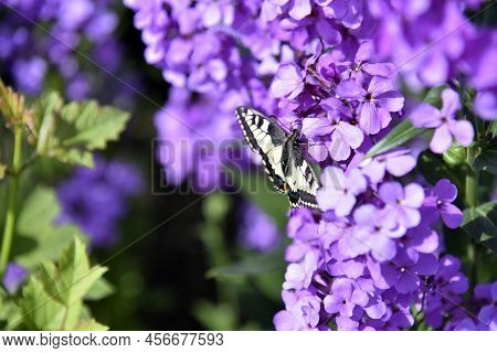Butterfly Swallowtail Papilio Machaon On The Flowers Of The Night Violet Hésperis In Summer In The G
