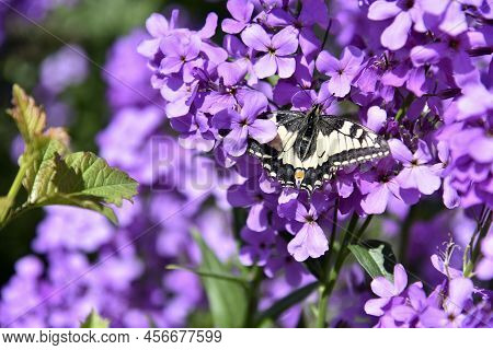 Butterfly Swallowtail Papilio Machaon On The Flowers Of The Night Violet Hésperis In Summer In The G