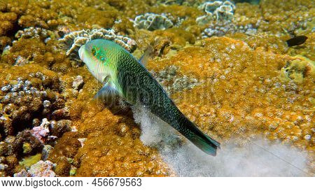 Half And Half Thicklip Wrasse Spits Or Hemigymnus Melapterus Swimming Among Reef Corals. Underwater 