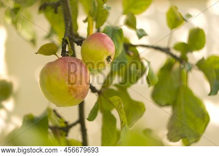 Apple Tree With Ripe Apples In Autumn Garden. Harvest Season