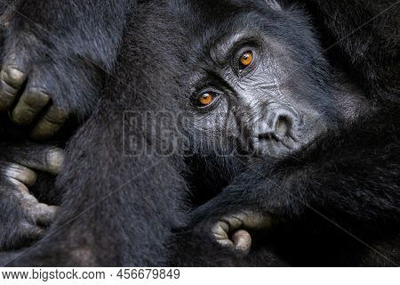 Closeup Of A Family Group Of Mountain Gorillas, Gorilla Beringei Beringei, Resting Together In The B