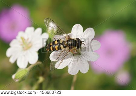 Closeup On A Common Spotted, Field Syrph, Eupeodes Luniger, Sitting On A Whote Cranebill Flower, Ger