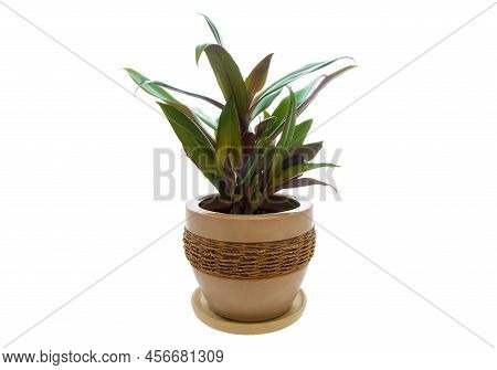 Picture Of Houseplant Rhoeo Discolor In Pot Isolated On White Background