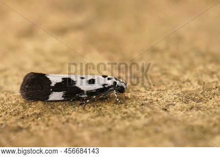 Detailed Closeup On The Colorful Ethmia Quadrillella , Comfrey Ermel Moth, Sitting On Wood In The Ga