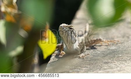 Oriental Garden Lizard Basking In Garden Stock Photo