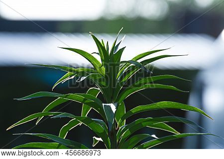 Green Daylily Plant On A Natural Background Close-up